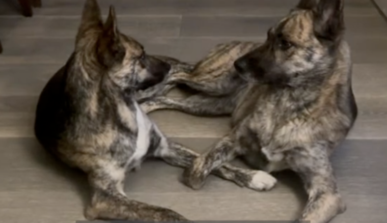 Family Adopted Two Dogs 3 Years Apart—Stunned When DNA Test Reveals They Are Sisters